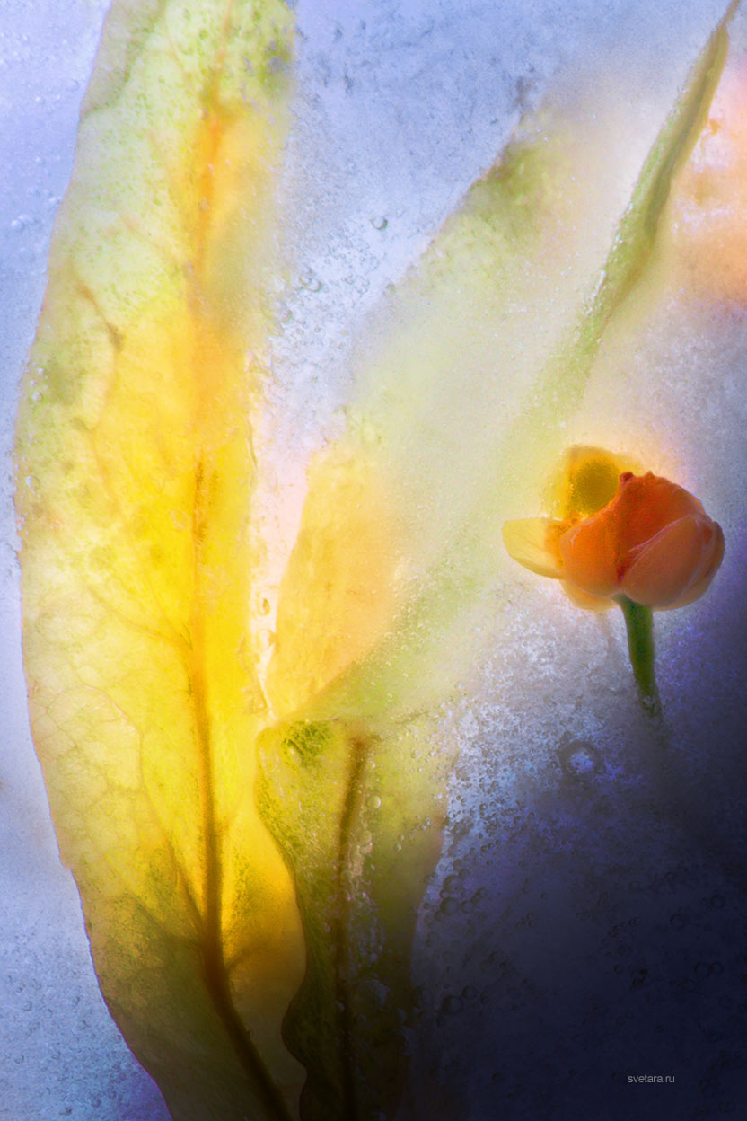 flower_ice_frozen_cold_art_beauty_life_color_photo