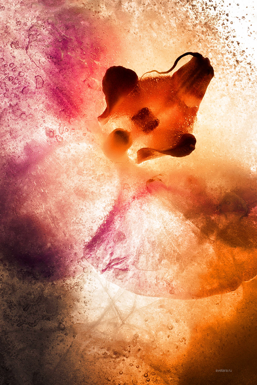 svetara_flower_ice_frozen_cold_art_beauty_life_color_photo